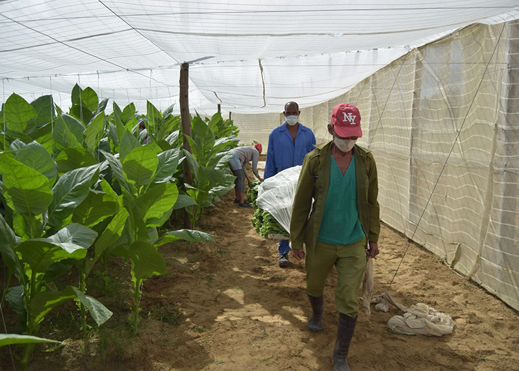 Trabajar por El Progreso El adecuado traslado en parihuela hasta la casa de cura natural garantiza un mayor rendimiento de la capa / Foto: Januar Valdés Barrios
