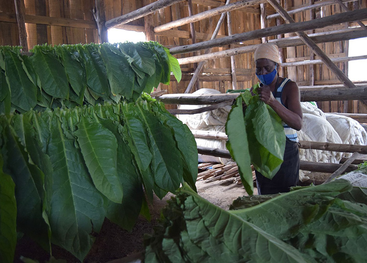 Trabajar por El Progreso La remuneración diferenciada a los trabajadores estimula considerablemente el trabajo en El Progreso / Foto: Januar Valdés Barrios