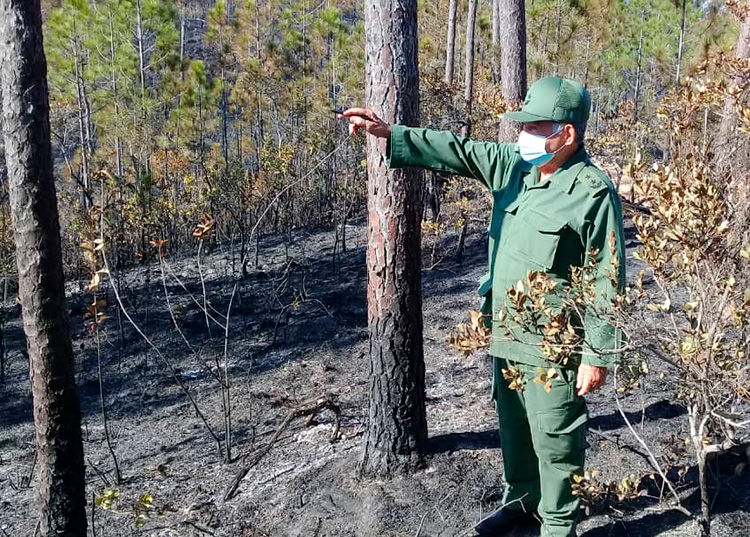 Procuran extinguir incendio forestal en Minas de Matahambre Procuran extinguir incendio forestal en Minas de Matahambre