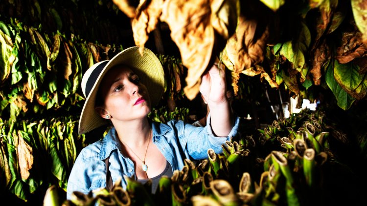 El aroma de una nación tabaco 2