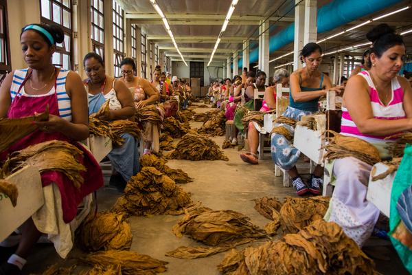 El aroma de una nación Trabajadores tabacaleros
