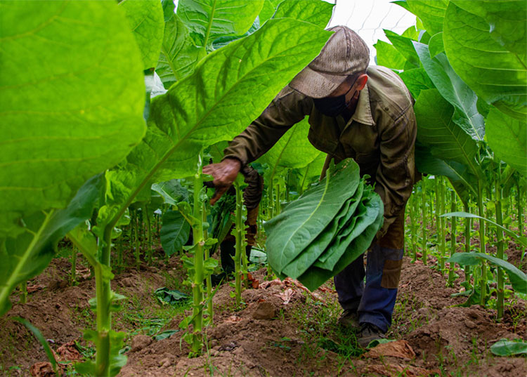 El aroma de una nación Trabajadores tabacaleros