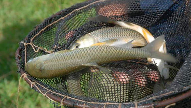 Acuicultura en Pinar del Río.