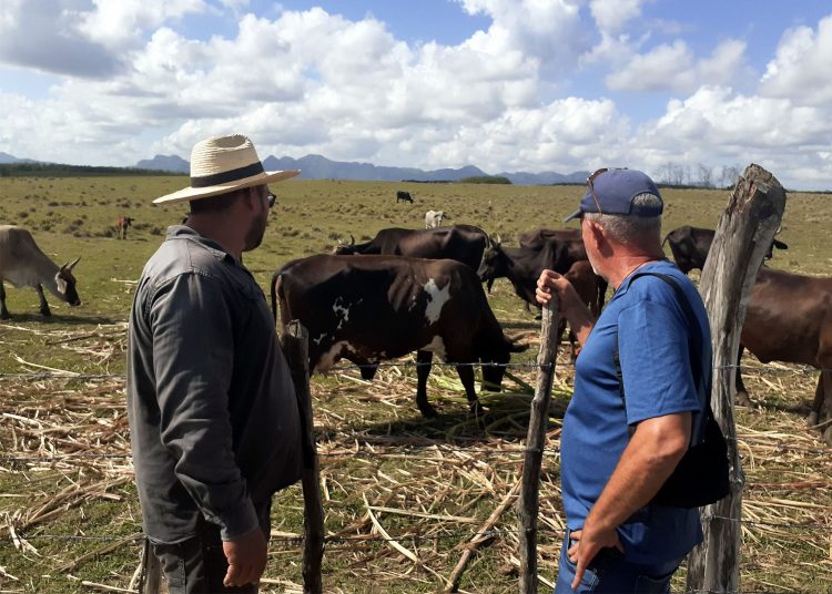 El tan mentado “milagro” de los Baños El ganado vacuno es una nueva prioridad