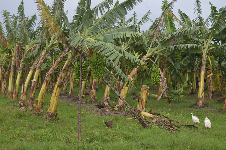 Recuperación es la palabra de orden en Pinar del Río Aunque no sufrió muchas pérdidas en sus sembrados de plátano, el productor Eddy Cubas Hernández asegura las plantas para que no se caigan por el exceso de humedad del suelo