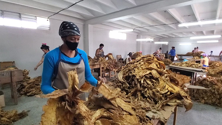 Crean en Pinar del Río nuevas escogidas para beneficio de tabaco “Virginia” escogidas tabaco virginia 2
