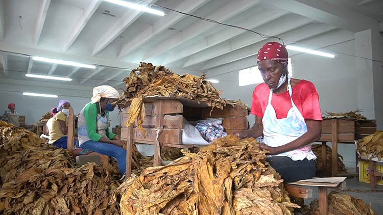 Crean en Pinar del Río nuevas escogidas para beneficio de tabaco “Virginia” escogidas tabaco virginia 3