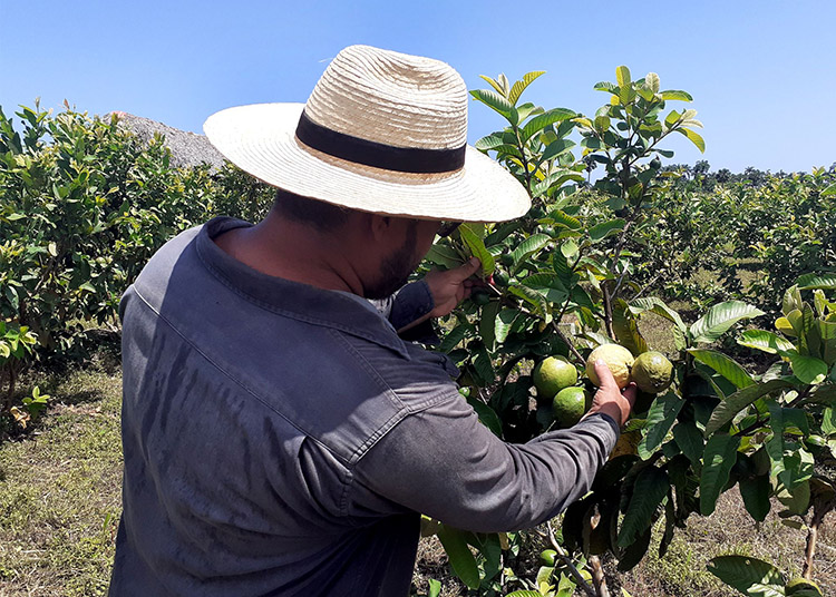 El tan mentado “milagro” de los Baños Los frutales proliferan en variedad y cantidad