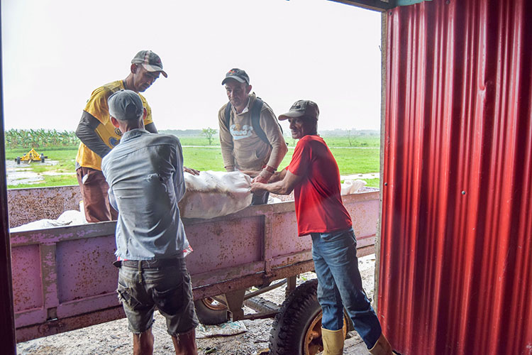 Recuperación es la palabra de orden en Pinar del Río Aun bajo continuas lluvias trabajadores y campesinos de Barcón intentaban rescatar parte del boniato sembrado