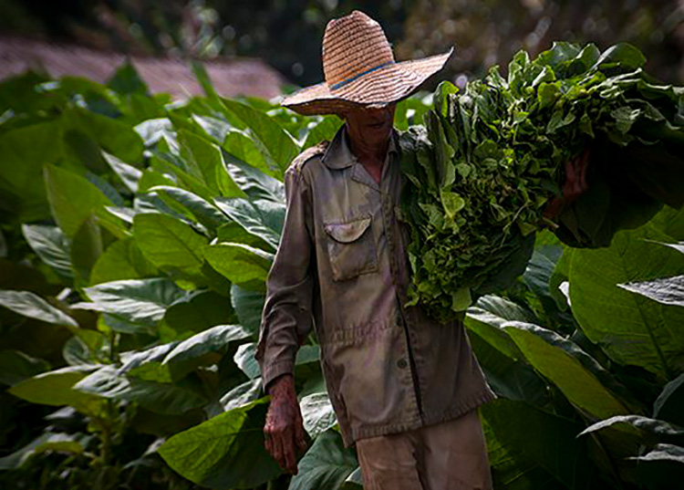 Pinar del Río, donde comienza el arte del buen habano Las tierras vueltabajeras son consideradas por muchos como las mejores para el cultivo del tabaco. Foto: Irene Pérez/ Cubadebate.