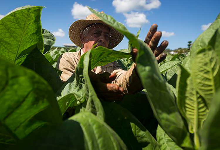 Pinar del Río, donde comienza el arte del buen habano Jesús Corrales deshija las plantas para darles más fuerza. Foto: Irene Pérez/ Cubadebate.
