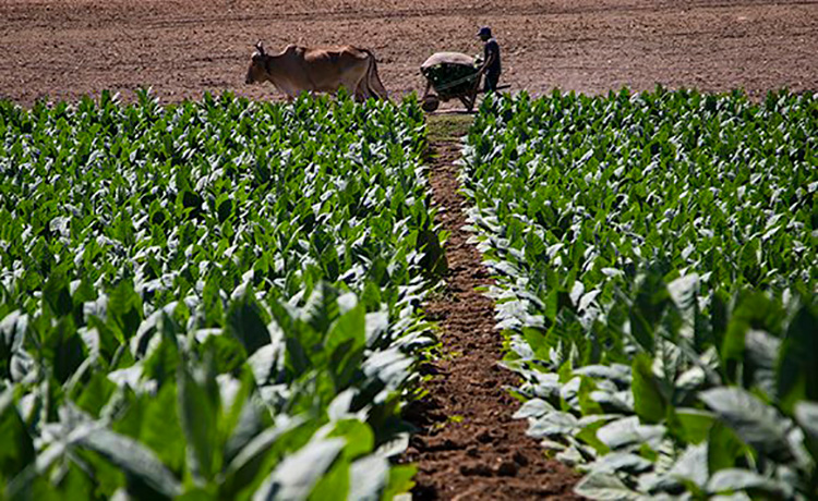 Pinar del Río, donde comienza el arte del buen habano Un campesino trabaja en la vega de tabaco de San Juan y Martínez que pertenece a la CSS Isidro García. Foto: Irene Pérez/ Cubadebate.