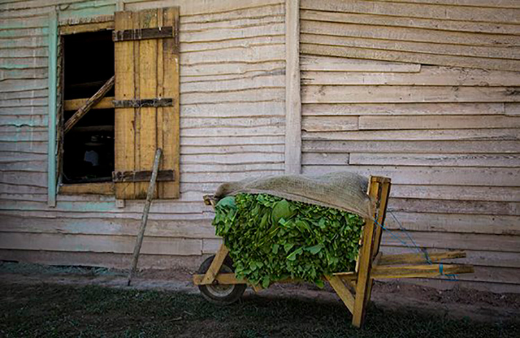 Pinar del Río, donde comienza el arte del buen habano Las tierras vueltabajeras son consideradas por muchos como las mejores para este cultivo. Foto: Irene Pérez/ Cubadebate.