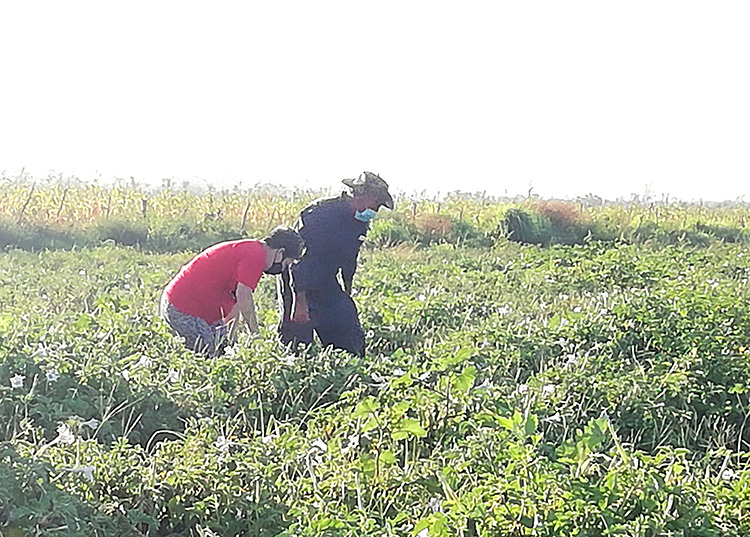 Un sí, para que ni el amor ponga ataduras Podría poner excusas y todos entenderían que un trabajo voluntario en la agricultura no es recomendable para su salud, pero predica con el ejemplo ante cualquier convocatoria