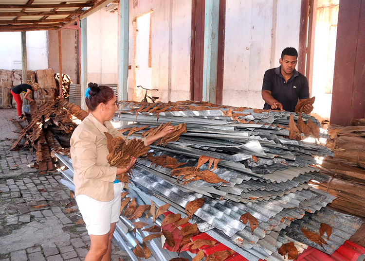 Empedernida voluntad de renacer Los Palacios, Pinar del Río Empedernida voluntad de renacer