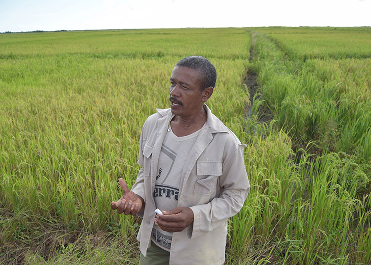 Cuando el arroz no da la cuenta Agustín Echeverría incrementó sus tierras. Con el Fitomas ha logrado que su campo de arroz muestre buena salud / Foto: Dainarys Campos Montesino