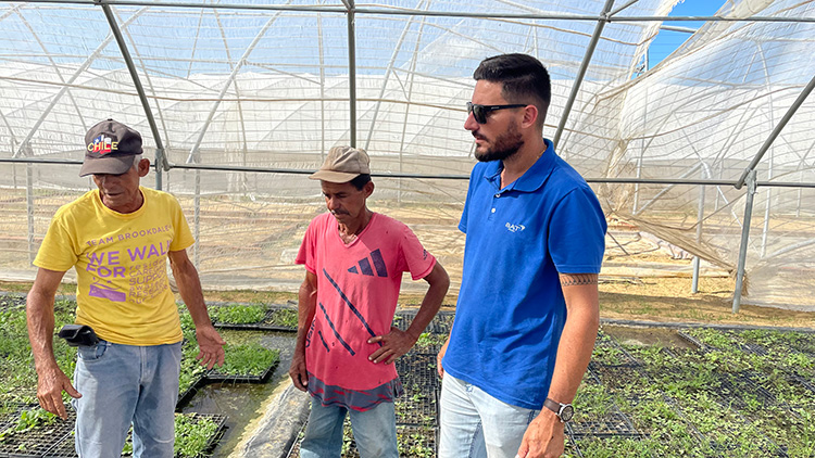 Inician siembra de semilla peletizada de tabaco en Pinar del Río Inician siembra de semilla peletizada de tabaco en Pinar del Río