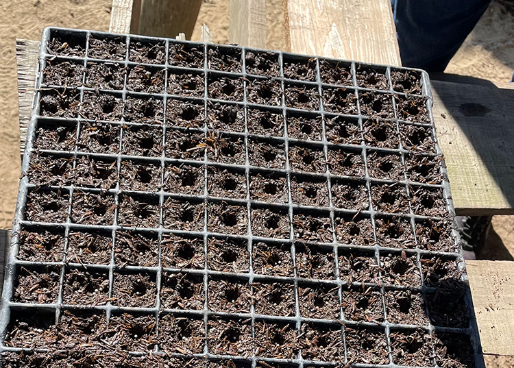 Inician siembra de semilla peletizada de tabaco en Pinar del Río Inician siembra de semilla peletizada de tabaco en Pinar del Río