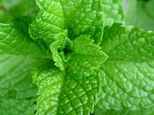 ¿Qué infusiones ingerir para combatir el frío? (III) menta