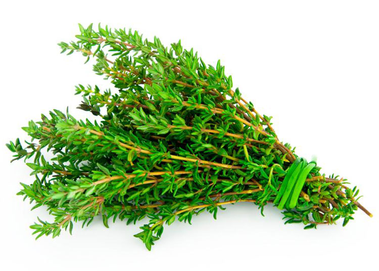 Infusiones para combatir el frío (I) tomillo
