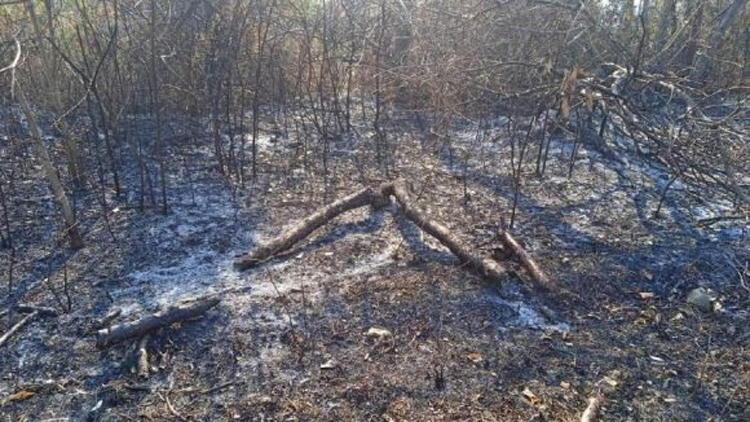 Pinar del Río: Combaten incendio forestal en las inmediaciones del parque nacional La Güira Incendio en Pinar del Rio