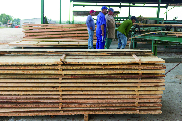 Agroforestal Macurijes en provincia de Pinar del Río diversifica producciones agroforestal macurije