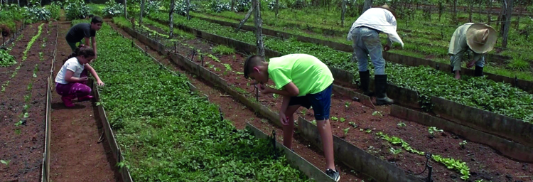 Unternehmer durch Genetik in Pinar del Río 1 Unternehmer nach Genetik in Pinar del Rio Kuba Guerilla 750x256 1