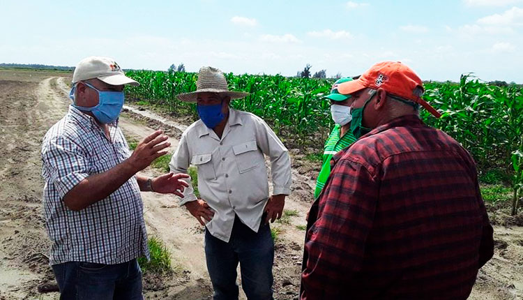 Impulsan en Pinar del Río siembra y venta de productos agrícolas Siembra y venta de productos agrícolas en Pinar del Río