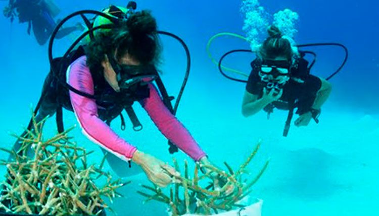 Siembra de corales en Guanahacabibes ayuda a recuperar esos ecosistemas Siembra de corales en Guanahacabibes ayuda a recuperar esos ecosistemas