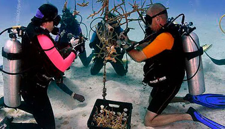 Siembra de corales en Guanahacabibes ayuda a recuperar esos ecosistemas Siembra de corales en Guanahacabibes ayuda a recuperar esos ecosistemas