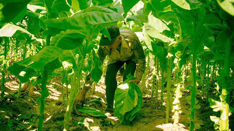 Promotores culturales apoyan tradición tabacalera en Viñales tabaco pinar del rio