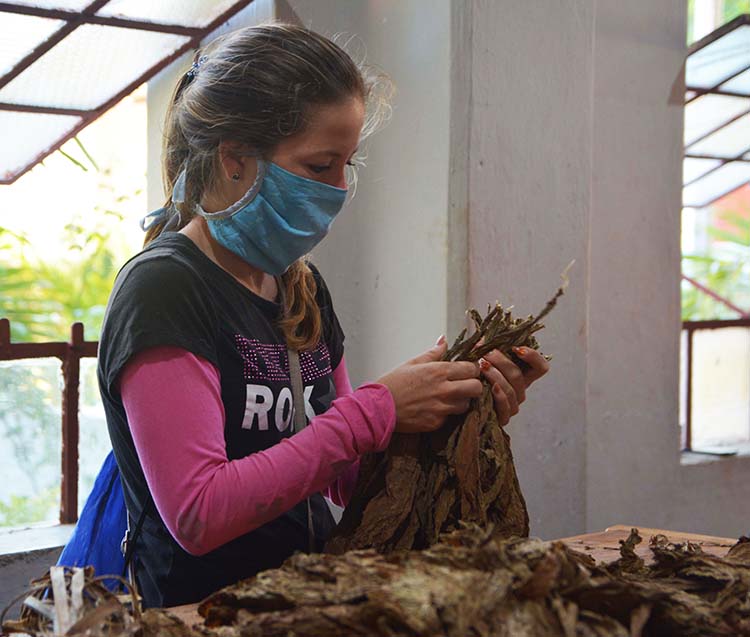 Fidel, motivación productiva en Pinar del Río Los jóvenes son fuerza mayoritaria entre quienes concurren a las jornadas voluntarias