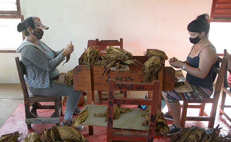 Fidel, motivación productiva en Pinar del Río Usar el nasobuco, mantener la distancia física y la higienización de las manos al llegar a cada establecimiento son medidas que se cumplen con rigor en estas jornadas productivas