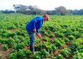 Aumentan reincorporaciones a la vida laboral El sector de la agricultura en Matahambre presenta un déficit de capital humano con más de 90 hectáreas de tierras ociosas. / Foto: Juan María González Cabana.