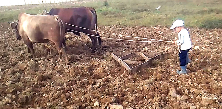 Un productor “criollo” en Pinar del Río A esto se refiere Mena cuando asegura que el futuro de su vega está garantizado. / Foto: Pedro Paredes