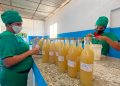 Una apuesta por “La esperanza pinareña” Estas son las líneas que se trabajan actualmente en “La esperanza pinareña”