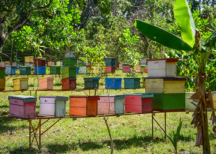 Apicultores en Pinar del Río en la avanzada La intensa floración de algunas especies ha favorecido la producción de miel en la provincia / Foto: Januar Valdés Barrios