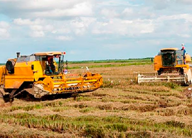 En Pinar del Río, una tarea con vida Empresa Agroindustrial de Granos Los Palacios