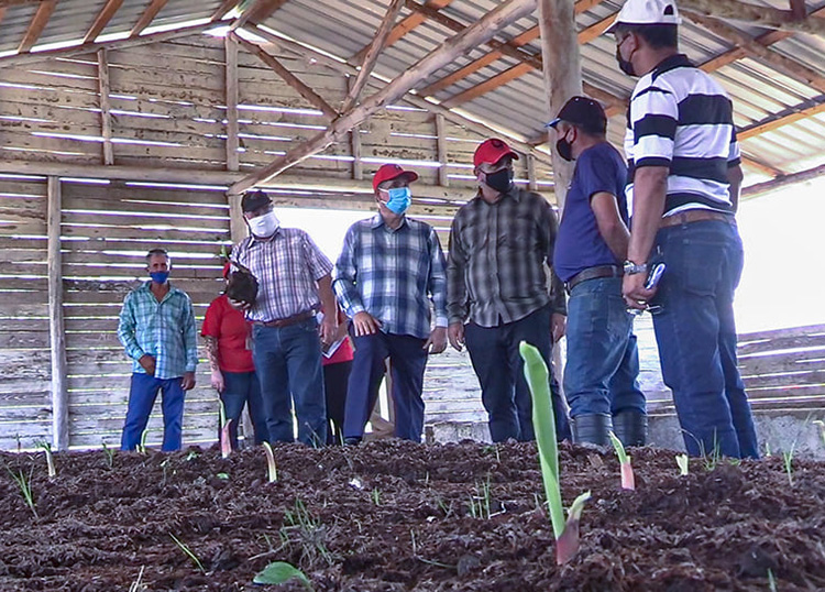 Recorren áreas agrícolas de Consolación del Sur en provincia Pinar del Río Recorren áreas agrícolas de Consolación del Sur en provincia Pinar del Río