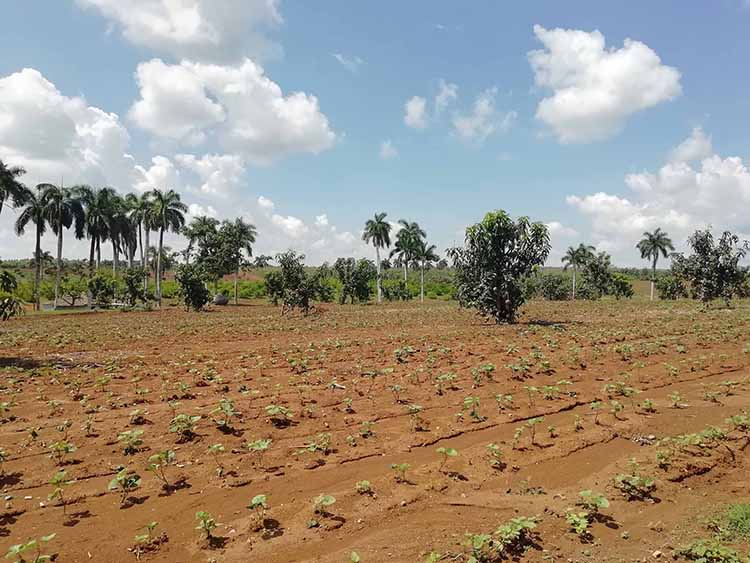 Pinar del Río avanza en programa de autoabastecimiento territorial El aprovechamiento de las superficies cultivables es una de las prioridades para lograr el autoabastecimiento territorial.
