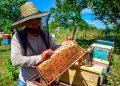 Pinar del Río con sobrecumplimiento en la producción de miel Pinar del Río con sobrecumplimiento en la producción de miel