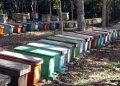 Pinar del Río incursiona en la obtención de polen de abeja Pinar del Río incursiona en la obtención de polen de abeja