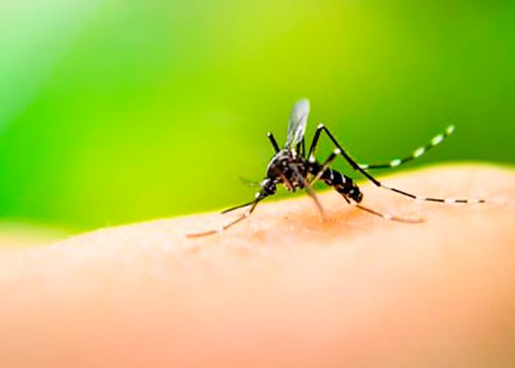 Actualizaciones sobre dengue y otros arbovirus en evento de Cuba