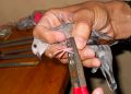 Expertos cubanos crean grupo sobre el marcaje de aves silvestres Marcaje de aves silvestres