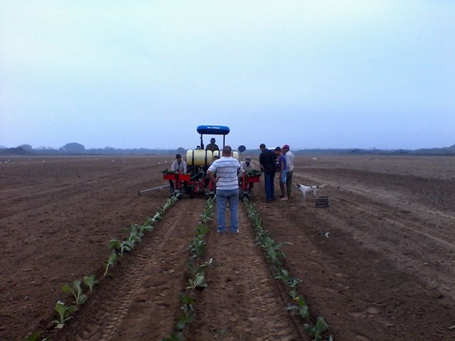Provincia Pinar del Río: Consolación del Sur y su historia Siembra de tabaco