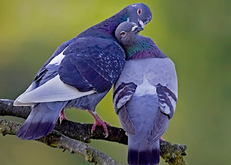 Los animales también nos sorprenden