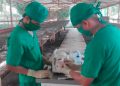 Alertan sobre enfermedad hemorrágica viral del conejo