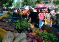 Feria agropecuaria este 29 en la ciudad Pinar del Río Feria agropecuaria el 29 en la ciudad Pinar del Río