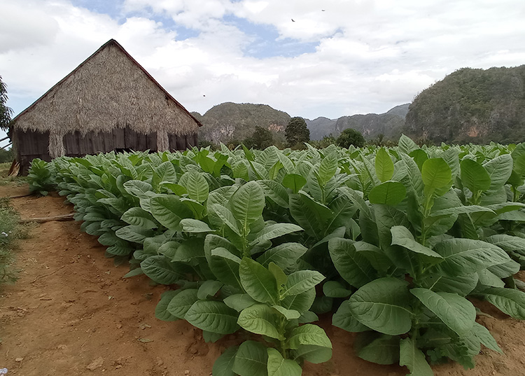 Ni sábados ni domingos Unas 80 000 posturas de tabaco Habana ‘92 le garantizan al campesino una cosecha de tabaco de sol con muy buenos rendimientos