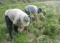 Garantía de la medicina natural en Pinar del Río La cosecha de manzanilla es una de las labores más complejas de la finca. / Foto: Tania Pérez Mollinedo